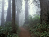Damnation Trail in Fog, Redwoods State Park, Del Norte, California, USA Photographic Print by Darrell Gulin