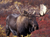 Moose in Autumn Alpine Blueberries, Denali National Park, Alaska, USA Photographic Print by Hugh Rose