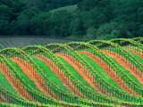 Trellised Vineyard in the Alexander Valley, Mendocino County, California, USA Photographie par John Alves