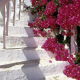 Bougainvilleas Photographic Print