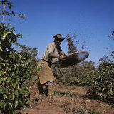 Sifting Coffee Beans Nova Esperanca Parana, Brazil Photographic Print