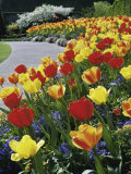 Tulips Buchart Garden Victoria British Columbia, Canada Photographic Print