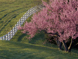 Lexington, Kentucky, USA Photographic Print