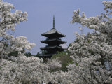 Cherry Blossoms, Ninna-Ji Temple Grounds, Kyoto, Japan Photographic Print