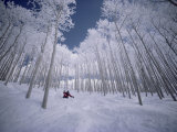 Skiing Through the Trees Photographic Print