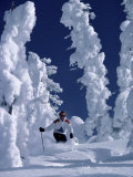 Skier with Snow-covered Trees Photographic Print