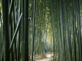 Bamboo Forest, Ginkakuji Temple, Kyoto, Japan Photographie
