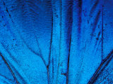 Detail of Blue Morpho Wing, Barro Colorado Island, Panama Photographie par Christian Ziegler