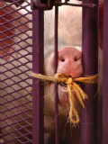 A Yorkshire Pig Tries to Chew the Twine That Locks Him Lámina fotográfica