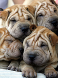 Chineses Shar-Pei Puppies are Displayed for Sale Photographic Print