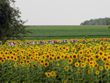 The Pack Rides Past a Sunflower Field During the Sixth Stage of the Tour De France Fotografisk tryk