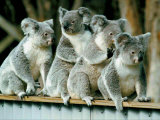 A Group of Koalas Gather Atop a Fence Fotografie-Druck
