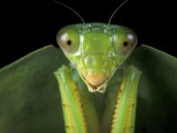 Praying Mantis, Barro Colorado Island, Panama Photographic Print by Christian Ziegler
