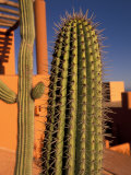 Colorful Cactus Detail, Cabo San Lucas, Baja California Sur, Mexico Photographic Print by Walter Bibikow Colorful Cactus Detail, Cabo San Lucas, Baja California Sur, Mexico Photographic Print by Walter Bibikow