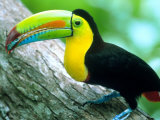 Keel Billed Toucan with a Cicada, Borro Colorado Island, Panama Photographic Print by Christian Ziegler