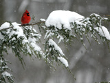 A Cardinal Sits on a Snow-Covered Branch Photographie