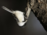 A Black-Capped Chickadee Hangs Upside Down Searching for Food from the Bark of a Tree Trunk Photographie
