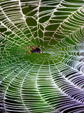 A Banana Spider's Web Reprodukcja zdjęcia A Banana Spider's Web Reprodukcja zdjęcia