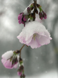 Cherry Blossoms Photographic Print