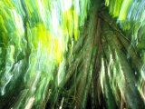 Stilt Root of a Walking Palm, Borro Colorado Island, Panama Photographic Print by Christian Ziegler