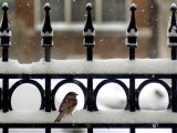A Sparrow Surveys its Surroundings as It Stops to Rest on a Snow-Covered Fence Photographie