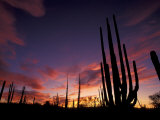 Bojum Tree and Cardon Cactus, Catavina Desert National Reserve, Baja del Norte, Mexico Photographic Print by Gavriel Jecan