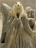 A Black-Tailed Prairie Dog Finds a Nice Perch Photographie