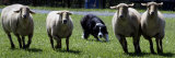 A Border Collie Demonstrates Sheep Herding Fotografie-Druck