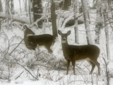 Two White-Tail Deer Stop for a Moment Photographic Print