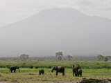 A Herd of Elephant Graze with Mount Kilimanjaro Photographic Print