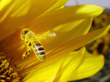 A Bee Covered with Yellow Pollen Approaches the Blossom of a Sunflower July 28, 2004 in Walschleben Photographic Print