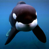 Keiko the Killer Whale Reprodukcja zdjęcia