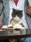 A Cat Joins its Owner Reading a Book at a Tokyo Cafe Photographie
