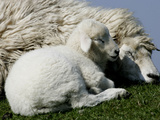 A Lamb Looks for Shelter Aside its Mother Sheep Photographic Print