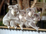 Four Australian Koalas are Shown on a Fence at Dreamworld on Queensland's Gold Coast Fotografiskt tryck Four Australian Koalas are Shown on a Fence at Dreamworld on Queensland's Gold Coast Fotografiskt tryck