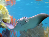 A Cow Nose Ray Swims Fotografisk tryk