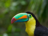Keel-billed Toucan on Tree Branch, Panama Fotografie-Druck von Keren Su