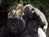 A Baby Gorilla Rests on His Mother Julia's Shoulder Photographie