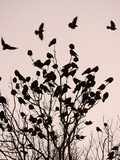 Crows Fly Over a Tree Where Others are Already Camped for the Night at Dusk in Bucharest Romania Photographie
