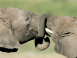 Two Elephant Calves Play, Jan. 4, 2006 in the Amboseli National Park in Kenya Photographie