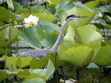 A Great Blue Heron Walks Through a Patch of Lotus Flowers Photographic Print
