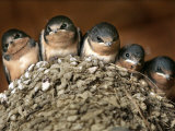 Five Baby Barn Swallows Peer out from Their Nest Photographie