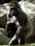 Mother Gorilla Julia Photographie