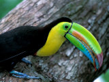 Keel-Billed Tucan with Cicada Approaching Nest, Barro Colorado Island, Panama Photographic Print by Christian Ziegler