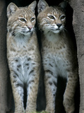 A Four-Year-Old Female Bobcat Photographic Print
