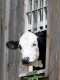 A Cow Peers out of a Barn Window in Sutton, N.H. Photographie