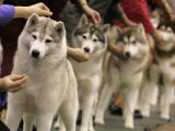 Siberian Huskies Line up During Conformation Judging Photographic Print