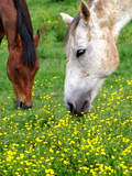 Horses Graze in a Green Field of Wildflowers Photographic Print