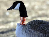 A Banded Canada Goose was One of the Birds Spotted During the 9th Annual Great Backyard Bird Count Photographic Print