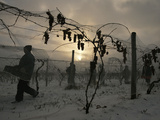 Vineyard Workers Harvest Frozen Vidal Grapes at Hunt Country Vineyards Photographic Print